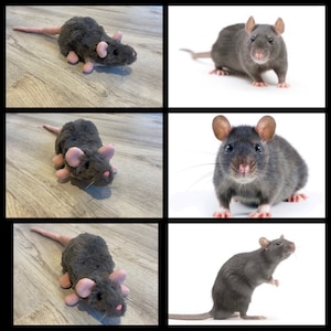 Custom Rat Stuffed Animal Pet Replica