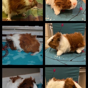 Custom Guinea Pig Stuffed Animal Pet Replica