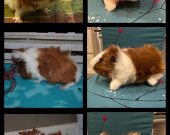 Custom Guinea Pig Stuffed Animal Pet Replica