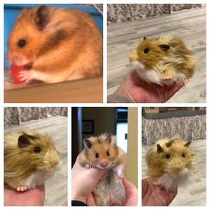 May include: A collage of images featuring a golden hamster. The hamster is shown in various poses, including eating a red treat and being held. The hamster has brown and tan fur.