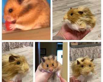 Custom Hamster Stuffed Animal Replica of Your Pet