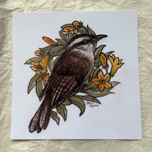 Carolina wren with yellow jessamine art print- South Carolina state bird & flower watercolor painting square print