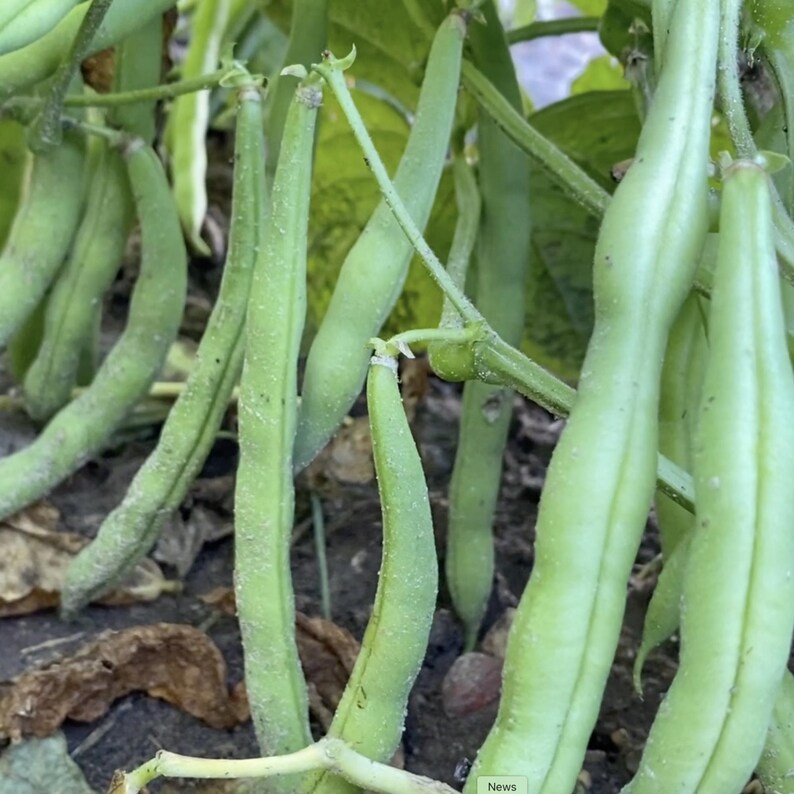 String Bea Seeds 100 Bush Green Bean Seeds / 2025 New Seeds / 无架四季豆最新种子 - Etsy