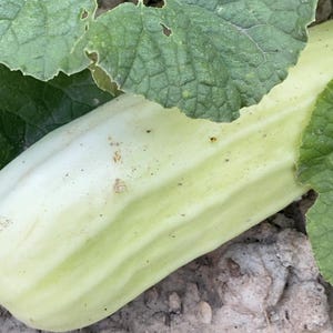 May include: A pale green and white elongated squash rests among green leaves. The squash has a smooth, slightly ribbed texture and is partially obscured by the foliage. The leaves are a deep green with visible veins and edges.