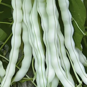 May include: Close-up of fresh, white beans with subtle green stripes. The beans are long and slender, with a slightly curved shape. The image highlights the texture and natural beauty of the produce, suggesting a healthy food theme.