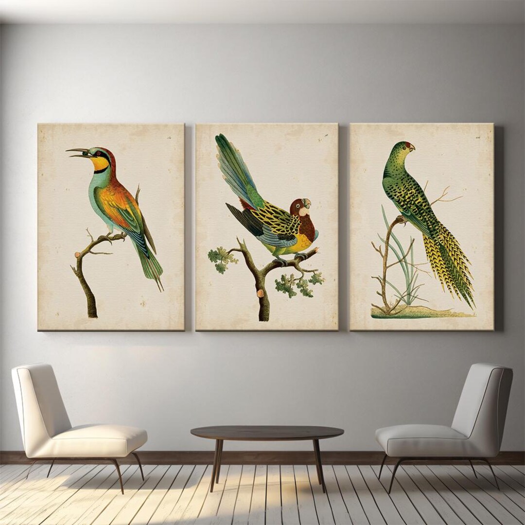 Vintage Bird Wall Art Set of 3 — Antique Ornithology Prints, Retro ...
