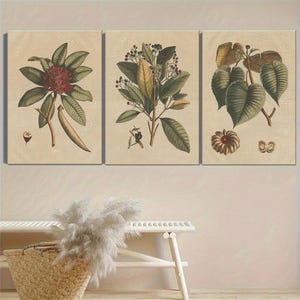 Juego de 3 impresiones botánicas para pared: láminas vintage de plantas, trío de pósteres antiguos de naturaleza, decoración botánica rústica, regalo para amantes de la naturaleza.