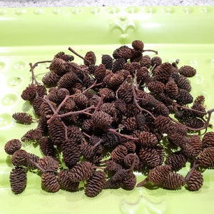 May include: A collection of small, brown alder cones with attached stems, displayed on a light green, rectangular tray. The cones have a textured, scaly appearance and are clustered together. The tray has a slightly raised edge and a pattern of small, circular indentations.