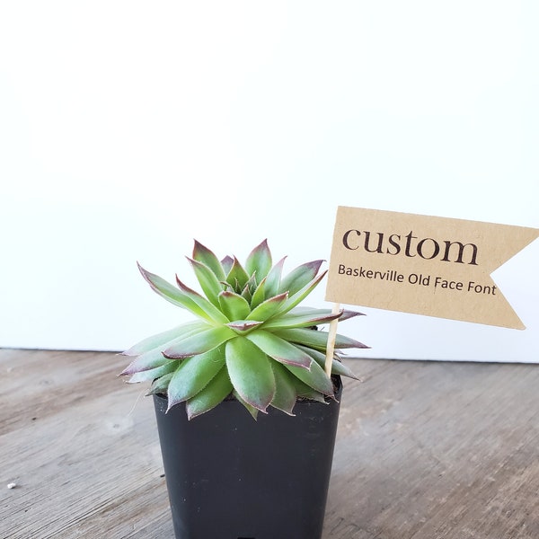 CUSTOM Favors Flags | Succulent Wedding Favors for Guests in Bulk, Bridal Shower Favors