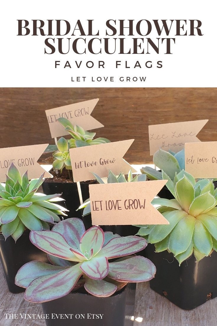 Succulent Wedding Favors