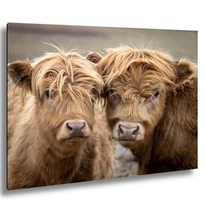 May include: A close-up image of two Highland cows. The cows have long, shaggy, light brown fur and are facing the camera. The image is a print on a black background.