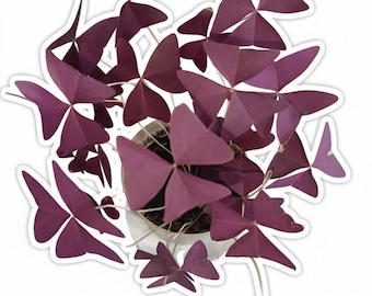 Purple Butterfly Clover Sticker