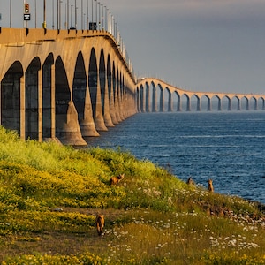 Op de afbeelding: Een lange betonnen brug overspant blauw water, met een grasrijke oever op de voorgrond. De brug heeft talrijke bogen en strekt zich uit in de verte. Verschillende herten zijn zichtbaar op de grasrijke oever.