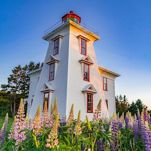 Puede incluir: Un faro blanco con detalles rojos se alza alto contra un cielo azul. El faro está rodeado de un campo de flores de lupino púrpura y rosa.