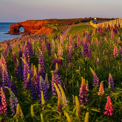 Lupin Sea Arch Sunset Near Orby Head a PEI Print Prince Etsy