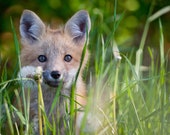 8.5x11" Fox Print, Prince Edward Island, PEI Art PEI Prints, PEI Photo, Living Room Wall Art, home decor, red fox, Vulpes vulpes, foxes