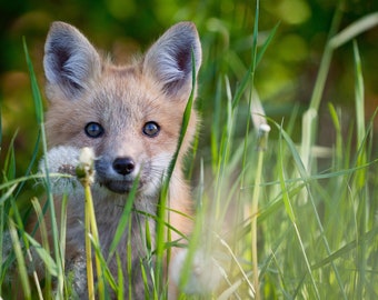 Buy Vulpes Fox Online In India - Etsy India Buy Vulpes Fox Online In India - Etsy India