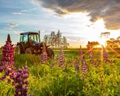 Prince Edward Island Farming Field w Lupins Sunset: 5x7 farming photo. farm photo, farm photography, farmer print, tractor photography print