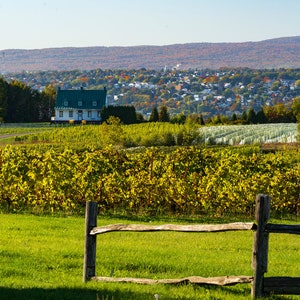 Vignoble Ste-Pétronille - Winery & Cidery, Quebec City photography, Quebec City art, travel print, Charlevoix, Canada Art,