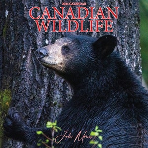 2024 Large Canadian Wildlife Wall Calendar, 12x11.5, calendar, foxes, red fox, grey fox, silver fox, image 1