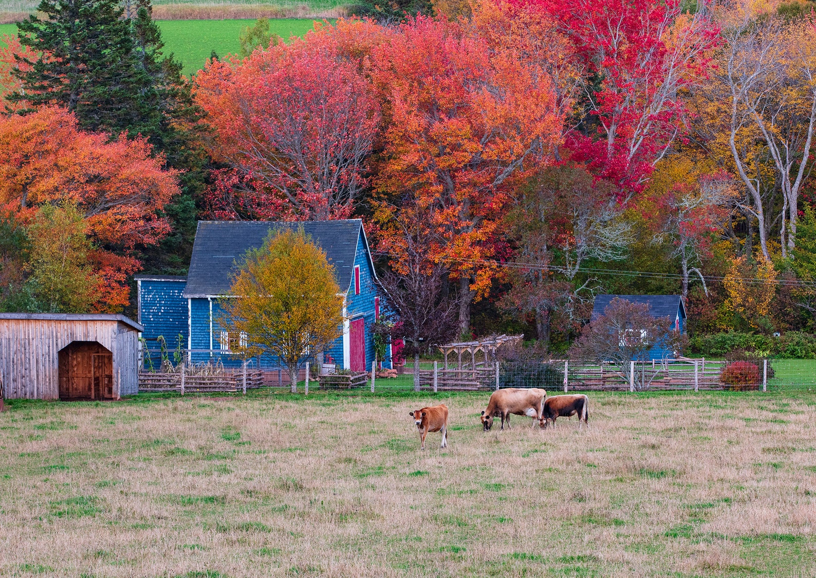 8.5x11 Fall on a PEI Farm, Pei Photo, PEI Print, Prince Edward Island