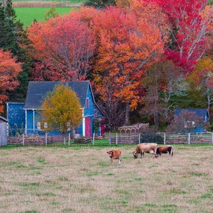 8.5x11 Fall on a PEI Farm, pei photo, PEI Print, Prince Edward Island Wall Art, Photography, pei gifts,