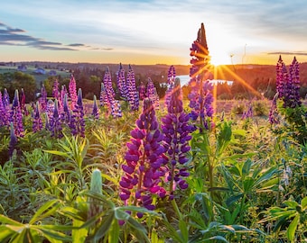 Lupin Sunset over a gorgeous field, a PEI Print, Prince Edward Island Wall Art, Photography