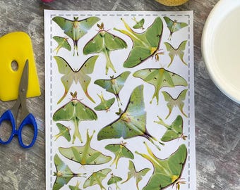 Luna Moth from Photo - Overglaze Decal Sheet- Kiln Fired and Oven Fired