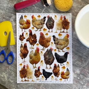 May include: A sheet of chicken and chick decals in various colors, including brown, black, and tan. The decals are arranged on a white background with a dotted border. The text "elanDecals.com" is visible at the bottom.