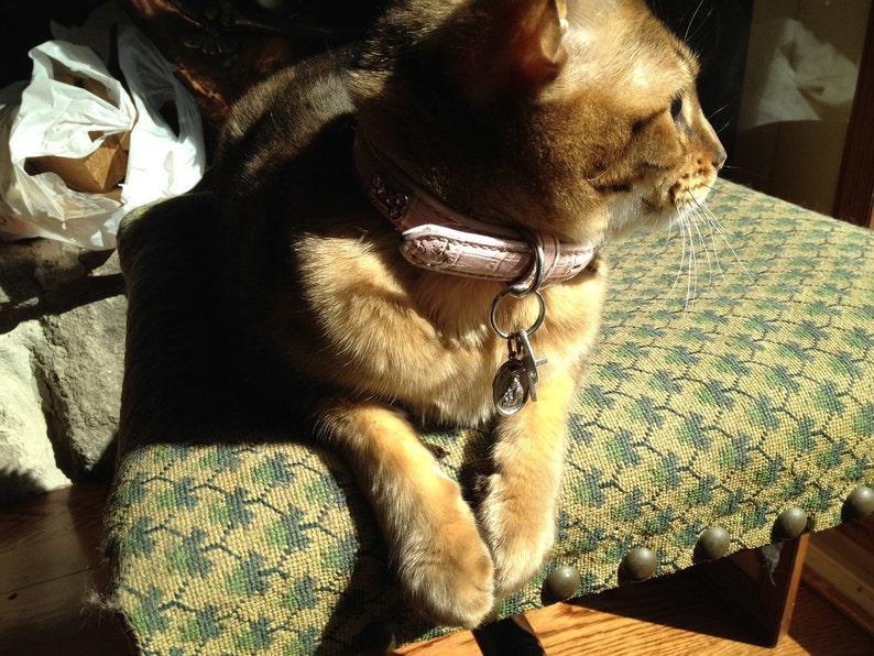 Saint Francis PROTECT my PET Bengal Savannah Cat Religious Medal for your Pet Cherished Saints Pet Collar Medal image 5