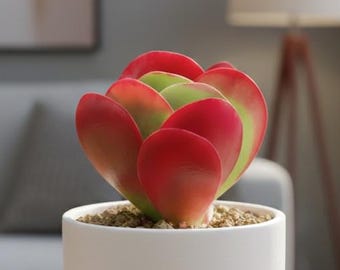 Kalanchoe 'Flapjacks' — Vibrant Red-Edged Paddle-Shaped Leaves — Succulent Plant — Ideal for Indoor Gardens & Modern Décor