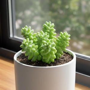 Sedum Morganianum | Trailing Succulent with Bead-Like Leaves | Hanging Basket, Indoor Decor | Low Maintenance