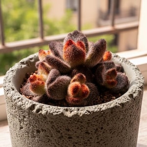 May include: A potted succulent plant with dark brown and orange leaves sits in a textured gray concrete pot. The plant is positioned in front of a window with a view of greenery and a building.