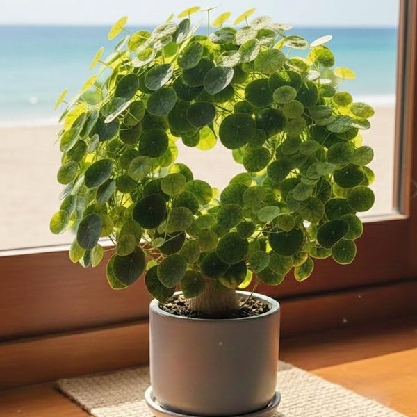 Dioscorea Elephantipes Planta viva rara Suculenta de caparazón de tortuga Caudex Bonsái Planta de interior y exterior Regalo