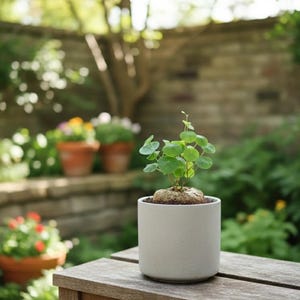 May include: A small green plant with round leaves in a white ceramic pot. The pot sits on a wooden bench outdoors, with a brick wall and other potted plants in the background. The plant is approximately 6 inches tall.
