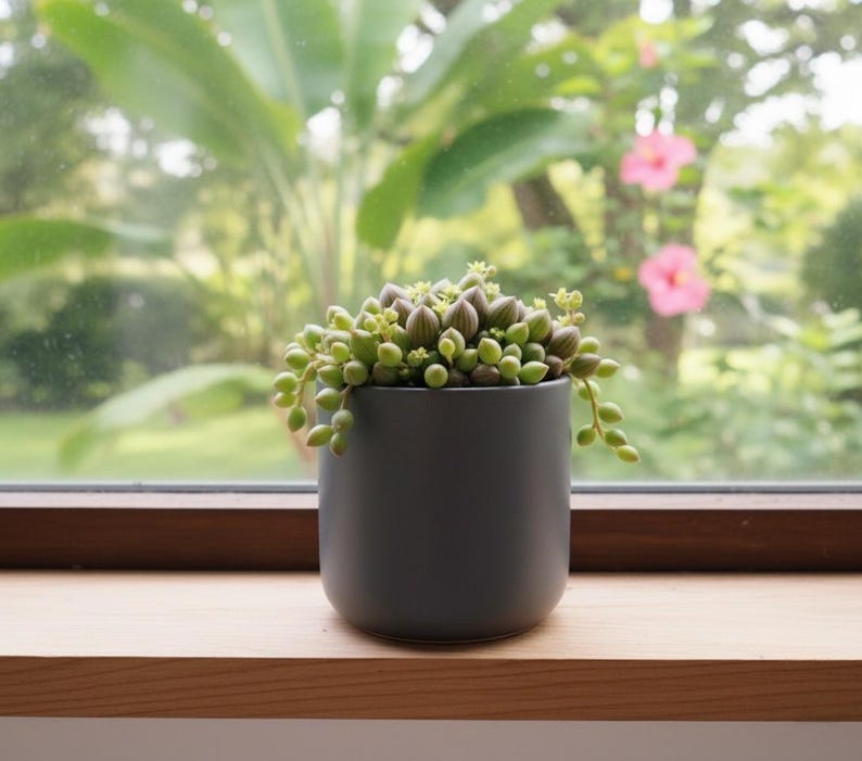 Op de afbeelding: Een kleine, donkergrijze keramische pot gevuld met een parelsnoer-vetplant. De plant heeft kleine, ronde, groene bladeren en staat op een houten vensterbank met een vage achtergrond.