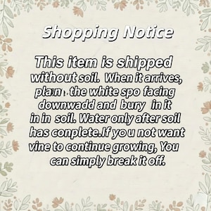 May include: A beige card with a floral border and the text "Shopping Notice". The text explains how to plant an item shipped without soil, including burying it in soil and watering it.