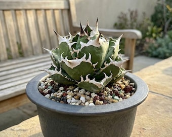 Agave titanota 'SAD' Live Succulent — Rare White-Toothed Rosette Beauty — Collector Desert Plant Gift Decor