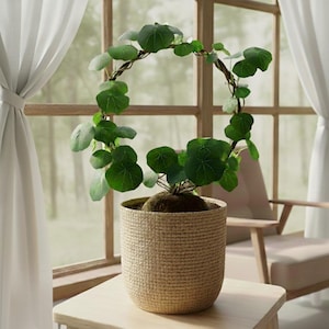 May include: A potted plant with large, round green leaves and a vine shaped into a circle. The plant sits in a woven beige pot on a light-colored wooden table. Sheer white curtains and a window frame the scene.