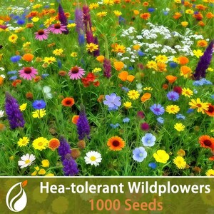 50000 Heat-Tolerant Wildflower Seeds 50g Pack - Easy to Grow Flower Mix for Garden
