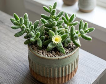 Pickle Plant Kleinia Stapeliiformis — Rare Striped Succulent — 2 Inch Live Plant — Nursery Pot