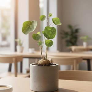 May include: A small potted plant with round, green leaves and a bulbous base. The plant is in a gray concrete pot, sitting on a wooden table. The background includes a cafe setting with tables and chairs.