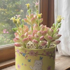 May include: A yellow ceramic planter with a cat and floral design, holding a succulent plant with pink-tipped leaves and small yellow flowers. The planter sits on a windowsill with a blurred outdoor background.