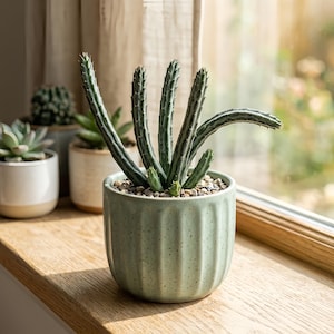 May include: A potted succulent plant with long, segmented stems and small green leaves. The plant is in a light green, ribbed ceramic pot filled with small pebbles. Other potted succulents are in the background, near a window.