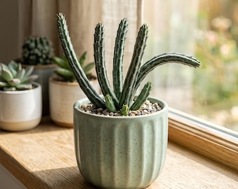 Kleinia Stapeliiformis Live Succulent, 2 Inch Zigzag Pickle Plant in Nursery Pot