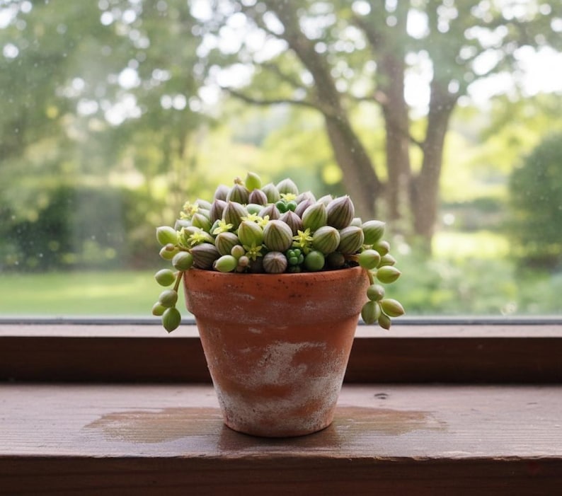 Op de afbeelding: Een terracotta pot gevuld met een vetplant, met groene en paarse peulachtige bladeren en kleine gele bloemen. De pot staat op een houten vensterbank met een vage groene achtergrond van bomen en bladeren.