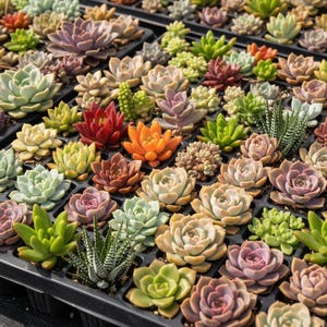 May include: A close-up view of a tray filled with a variety of succulents. The succulents display a range of colors, including green, red, orange, and purple. The plants are arranged in individual cells within the tray.