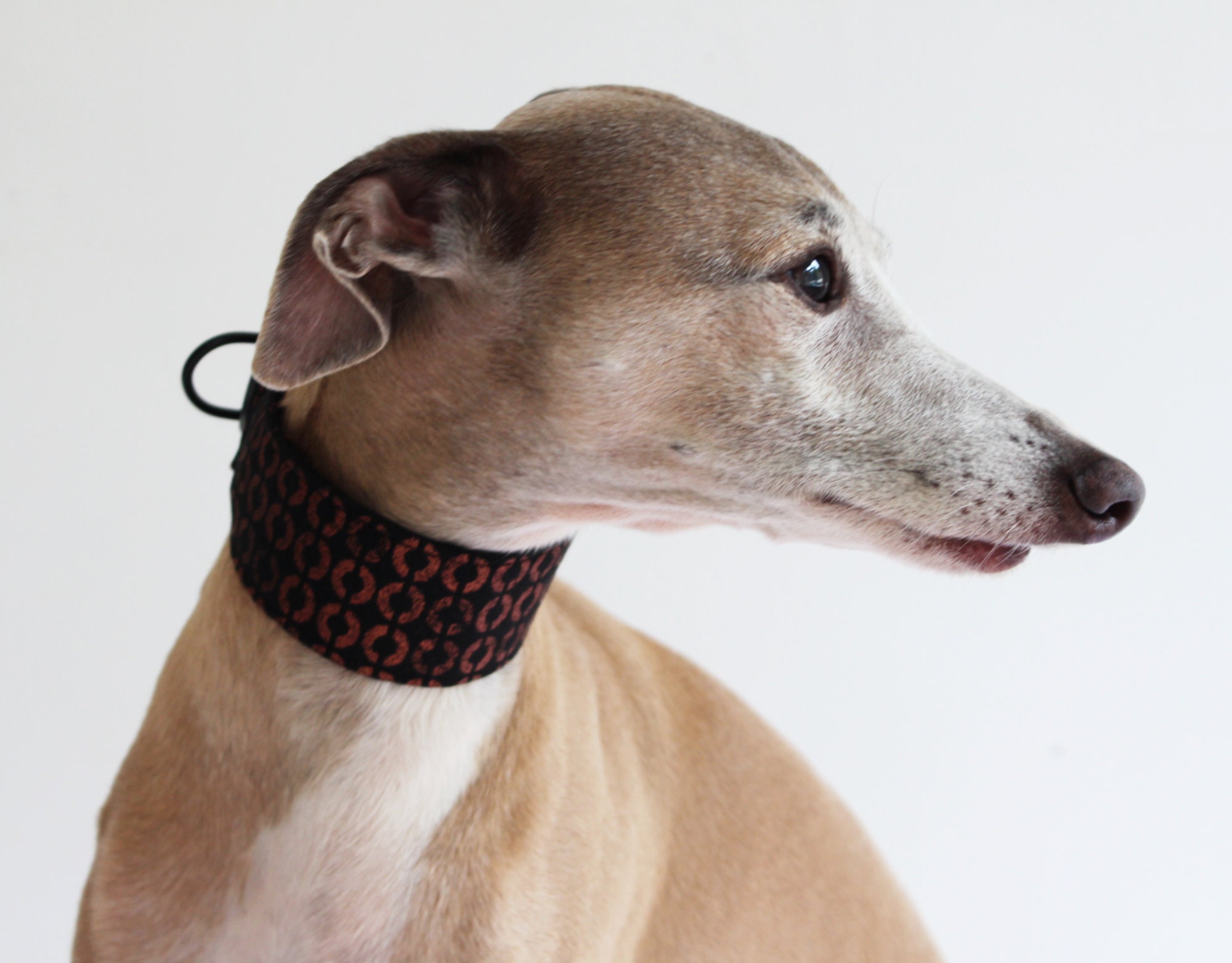 italian greyhound collar