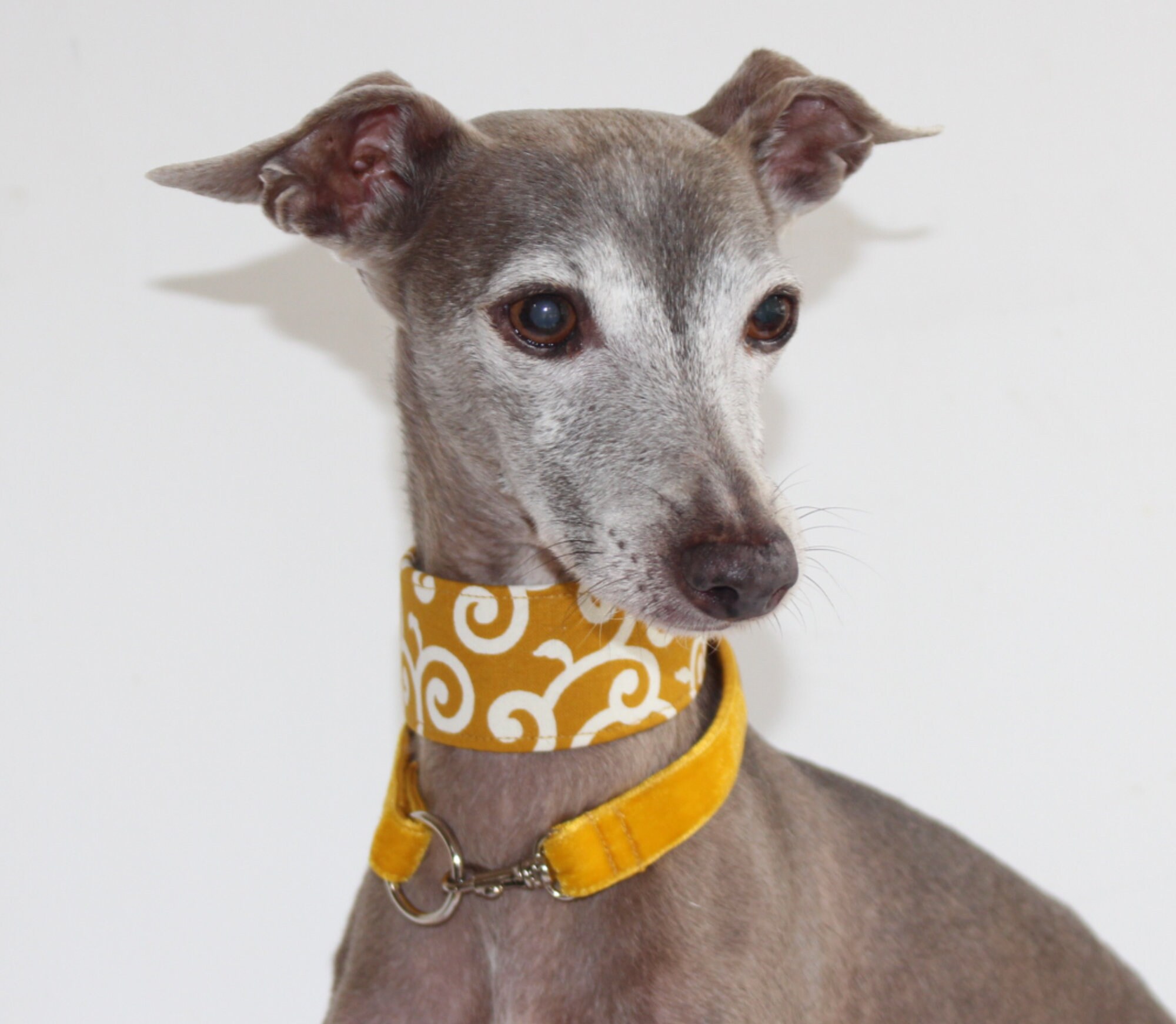 italian greyhound martingale collar