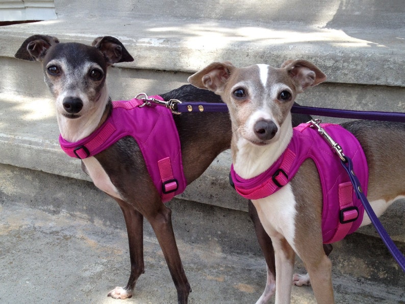 Soft Harness for Italian Greyhounds and Small Breed Dogs in Etsy
